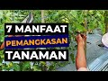 Manfaat dan Teknik Pemangkasan Tanaman