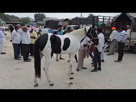 Aminpur Bangla Horse Mandi | Horse Market Faisalabad | Horse For Sale In Punjab | Horse For Sale