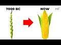 Corn Cultivation and Breeding Techniques