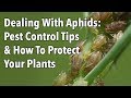 Effective Strategies for Controlling Aphids in Your Garden