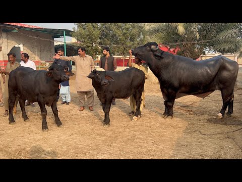 Haji Shaukat Doggar of Multan Best Nili Ravi Buffaloes Breeder of Pakistan #bull #buffalo #farming