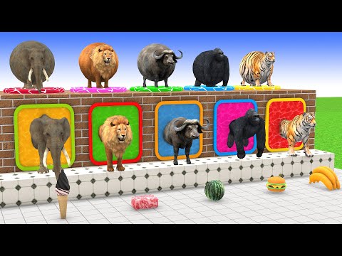 Long Slide Game With Cow Elephant Gorilla Hippopotamus Tiger 3d Animal Game Funny 3d Animals