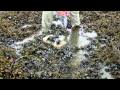Impact of Oil Spills on Ecosystems