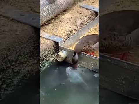 Sharing is caring. #ducks #share #love #animals #food
