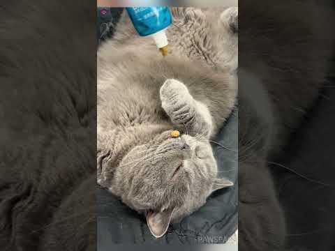 How to wake up a sleeping cat😀#shorts #funnycats