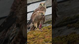 Jungfalke vs Maus