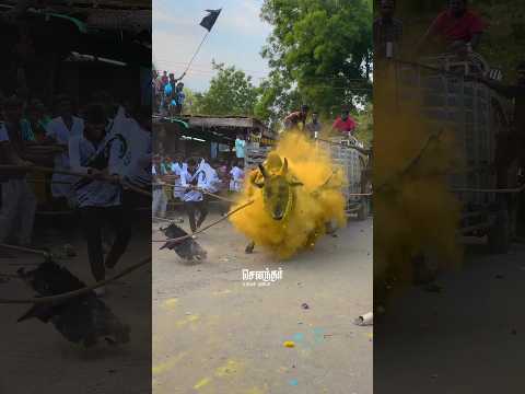 வீரப்பன் அதிரடி ஆட்டம் 🔥🤫 #jallikattu #salem #eruthattam