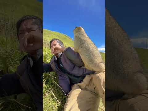 Cute Wild animal bobak marmot or prairie dog 89 #marmot #animal #animals