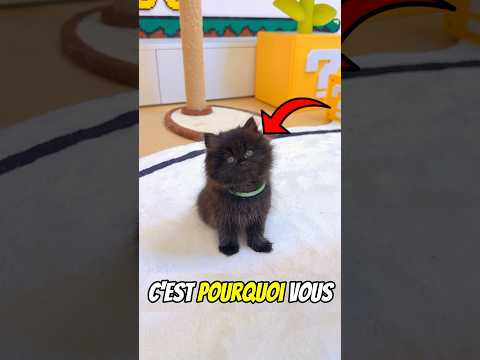 Ce Chat noir peut devenir INVISIBLE