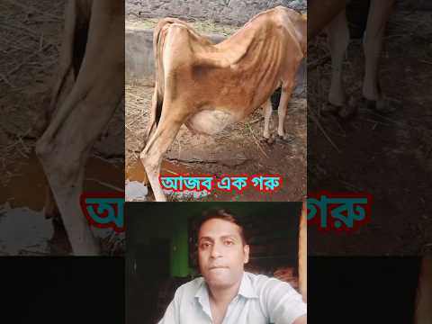 আবজ এক গরু 😱।