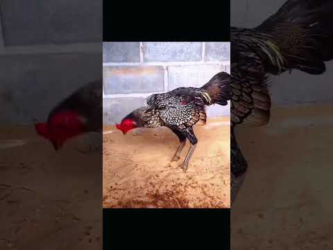 Quả lông nhìn có ác không cơ chứ
