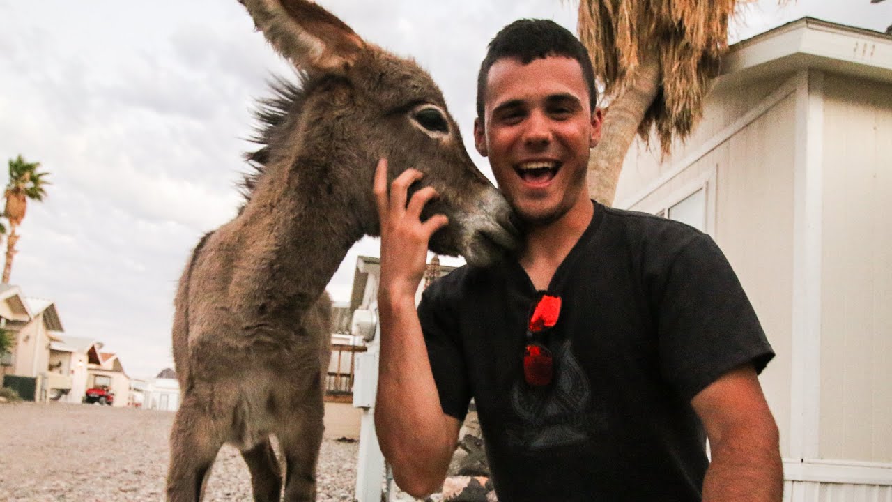 WE ADOPTED A BABY DONKEY