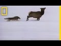 Yellowstone National Park: Wolves and Ecosystem Dynamics