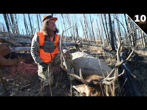Public Land Elk DOWN!!! - (Stalking a GIANT Herd!)