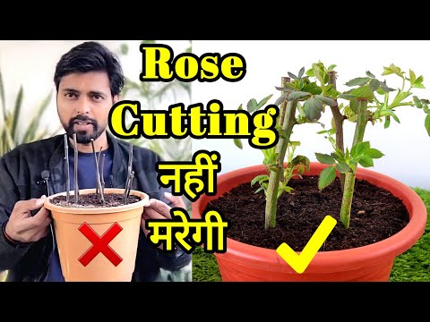 3 methods to grow ROSE from cuttings, गुलाब कि कटिंग उगाने के 3 तरीके