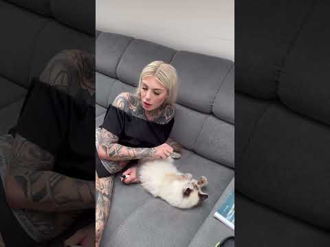 Soll die Kitty Fell haben oder abrasiert sein?