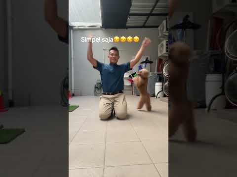 Yang gampang2 aja ya😂😂 #anjingku #anjing #dog #petlover #shortvideo #pets #dance #puppy