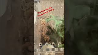 Tarantula Eating The Biggest Fly Ever #tarantulafeeding #tarantula