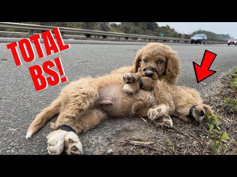 Cruelty Exposed: Two Puppies Abandoned and Near Death – Is This Real?