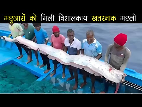 भारत में दिखी ऐसी मछली जो सुनामी ला सकती हैं ? doomsday fish found in tamilnadu,India