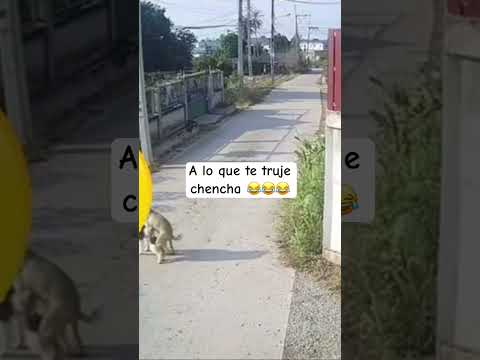 Firulais ??