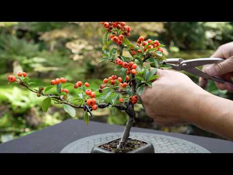Firethorn bonsai creation (Pyracantha)
