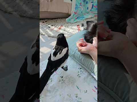 늦잠 자면 참교육💥하는 까치 #shorts