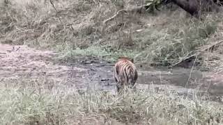 Kumari Tigers T~67 amazing sighting 🐅😍🐯❤️🐾@pench @rohantravelstories @FactsPhylum @AlphaFacts