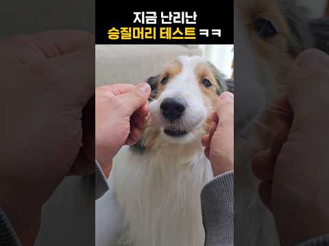 강아지 승질머리 테스트 ㅋㅋㅋㅋ