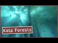 Understanding Kelp Forests