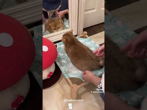 #cat #funny #cute #kitten #pets #memes