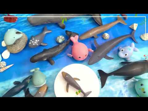 Whale Names & Sea Animal Toys: Fun Learning Adventure for Kids! 🐳