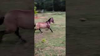 #fazenda #pecuarista #pecuarista #vidanaroça #sabiadocampo #cavalo