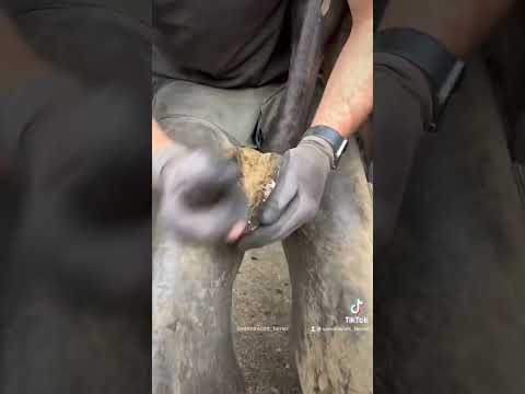 My video has 137.2 million views on TikTok 😳 #asmr #farrier #satisfying #tiktok #oddlysatisfying