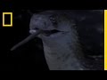Cobra Behavior and Resilience