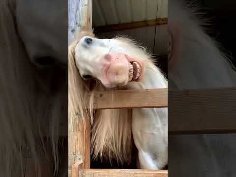 Funny horse🤣🤣#funny #funnyvideo #animals #pets #cute #foryou #fyp #funnytime ❤️❤️