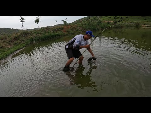 Achei uma lagoa secando e as grandes traíras brotavam da lama para pegar a isca