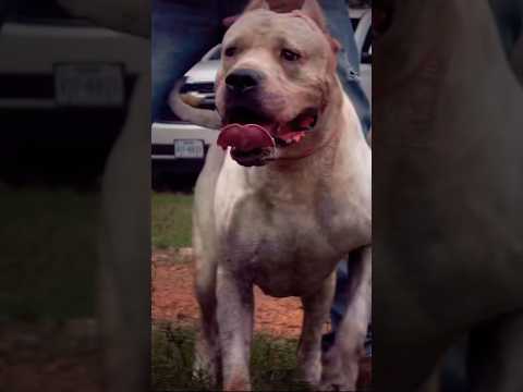 🚨EL DOGO ARGENTINO VERDADERO…
