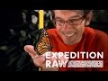 Monarch Butterfly Tracking and Research