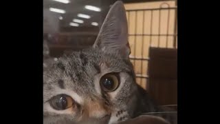 Kitties need your help at PetSmart Coral Gables on Coral Way!