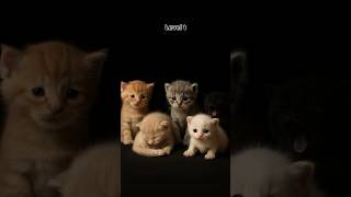 Tebak berapa kucing di foto ini?? #cat #kitten #kucinglucu #kucing