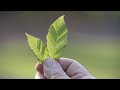 Beech Leaf Disease and Its Impact