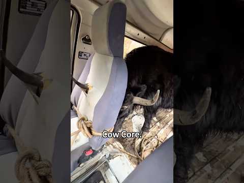 Bro entered airplane mode mid-walk.💀#cow #cows #foryou #funny #shorts