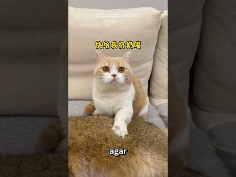 Koko ingin air susunya Nirmala 😂 #shorts #kucing