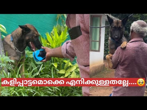 Laika - പിണങ്ങി നിങ്ങൾ കണ്ടിട്ടുണ്ടോ?🥹|LeoLaika|Chottuz|Toys