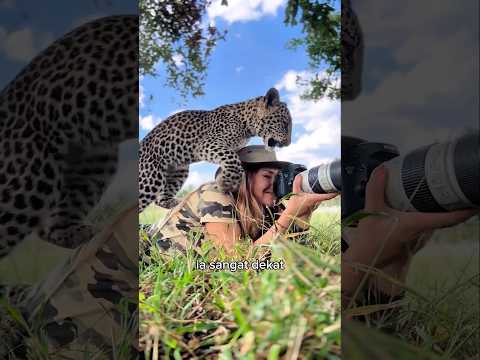 Jaguar Tak Lagi Buas? #shorts