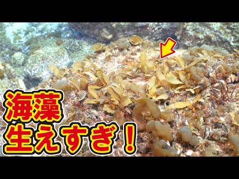 海藻が生えすぎる！磯焼けした場所をガチで再生できそう！【特許申請中】