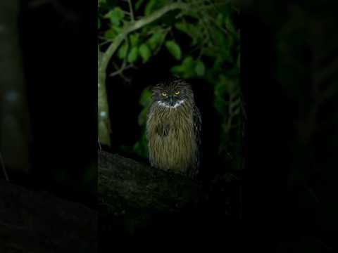 facts about owls | informative facts about owls | interesting facts about owls #owl #wildlife #short