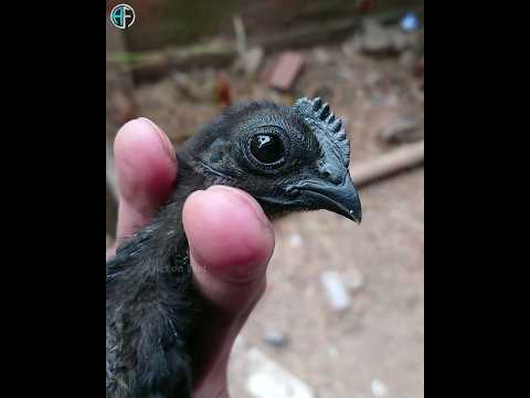 🐓आखिर ये काला मुर्गा इतना महंगा क्यों बिकता है? #shorts #actonfact #ytshorts