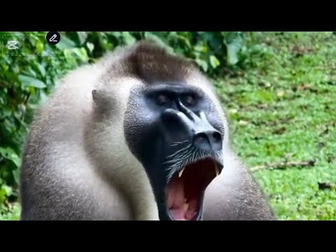 "Mandrill: The Largest Species of Monkey in the World"